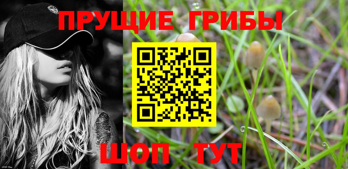 Псилоцибиновые грибы Psilocybine cubensis  Псилоцибиновые грибы мицелий  Горно-Алтайск  Вход с VPN 